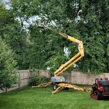 How Our Tree Care Process Works  in  Owatonna, MN