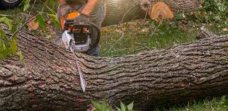 Trusted Owatonna, MN Tree Services Experts