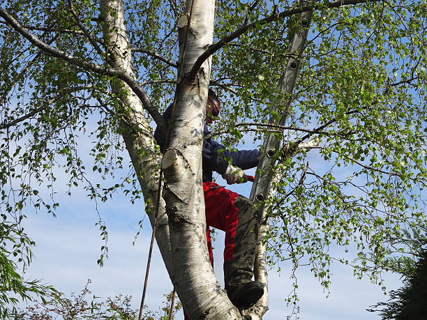 Best Emergency Tree Removal  in Owatonna, MN