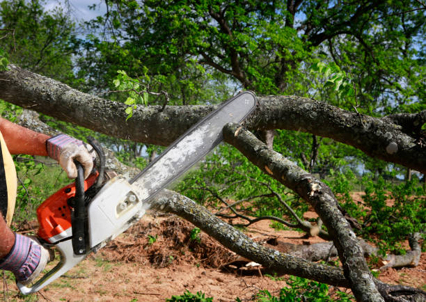  Owatonna, MN Tree Services Pros